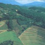 Sierra de Chuacús,  Baja Verapaz Guatemala