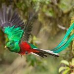 El Origen del Quetzal «La Leyenda de Kukul 1»